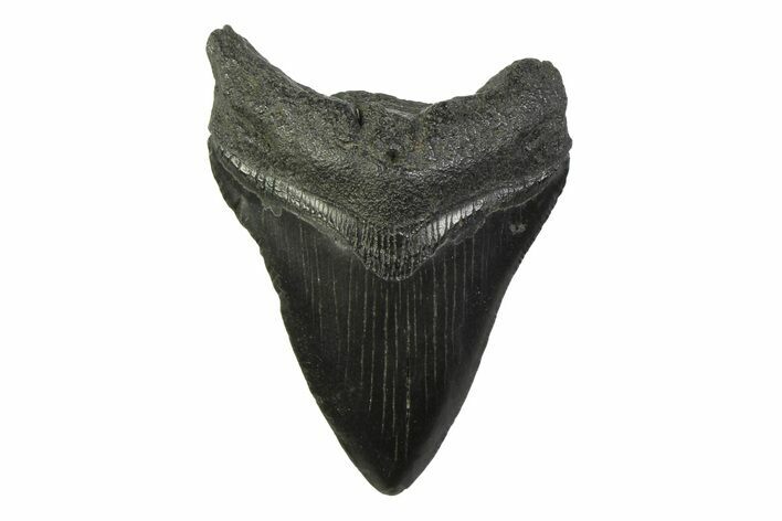Fossil Megalodon Tooth - South Carolina #341388